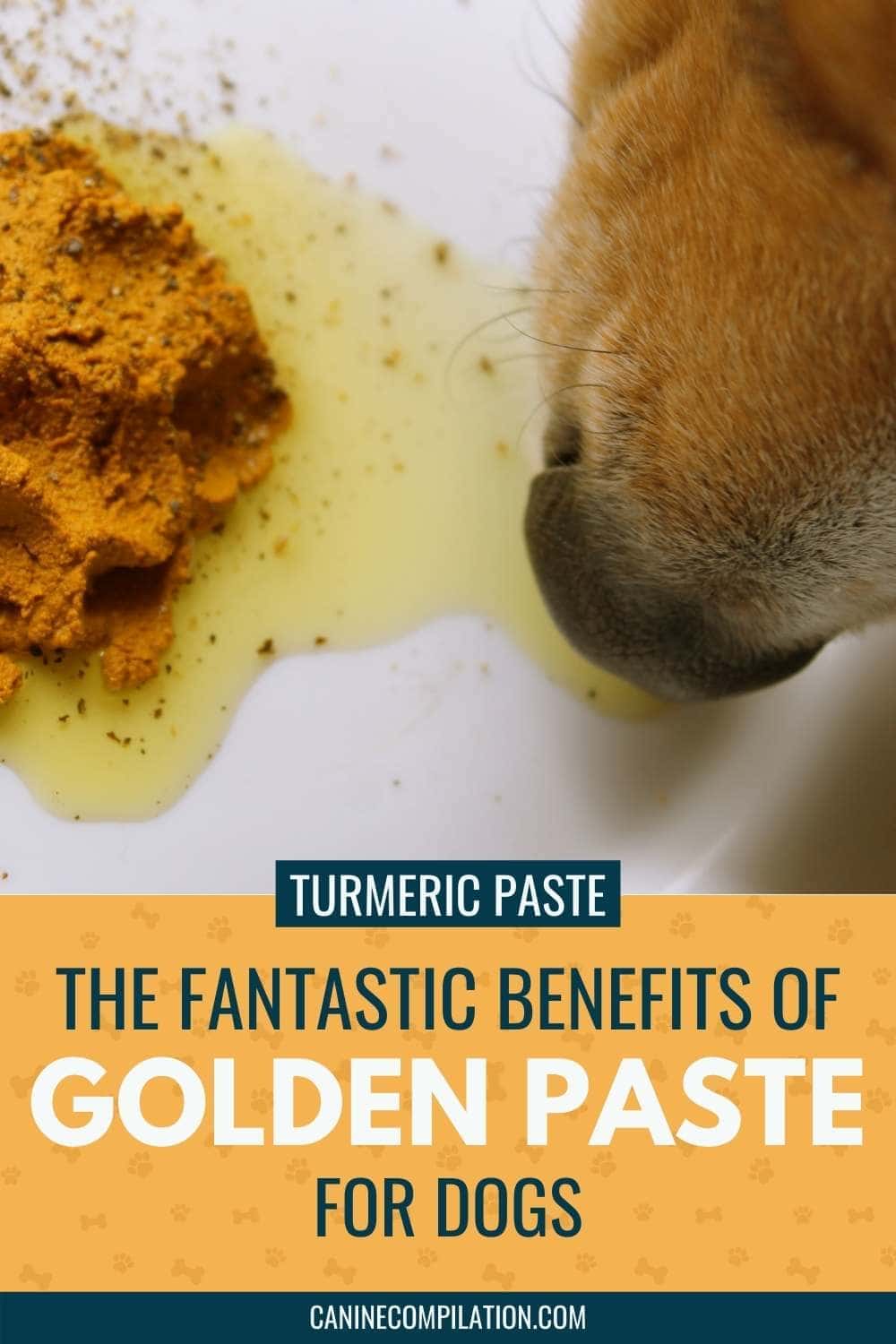 The Magical Golden Paste Turmeric Paste For Dogs Canine Compilation