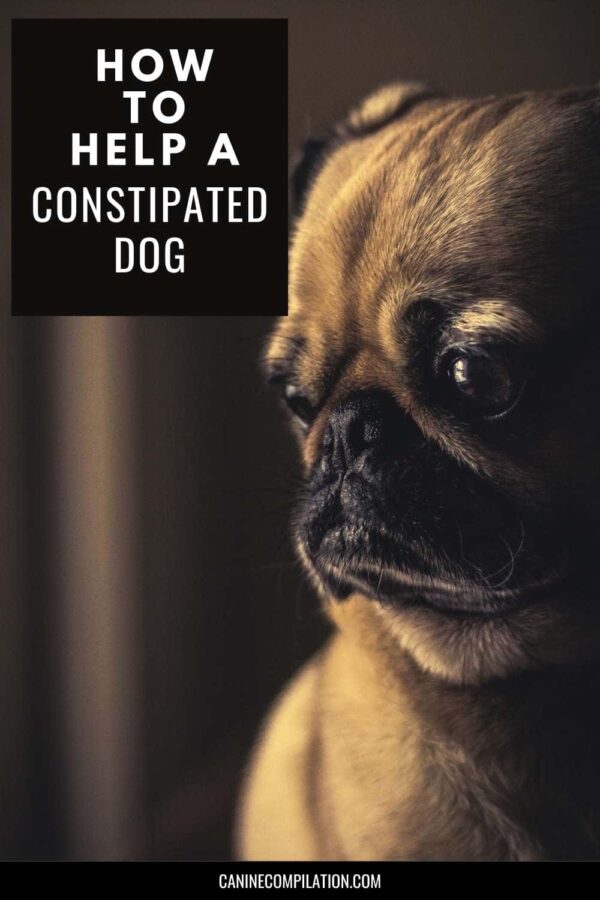 How to Treat Constipation in Dogs? 3 Methods To Make Your Dog Move