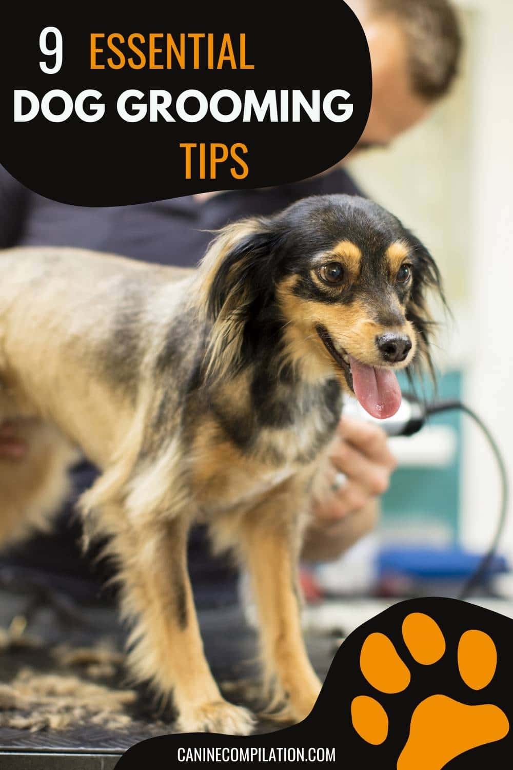 9 Essential Dog Grooming Tips Canine Compilation
