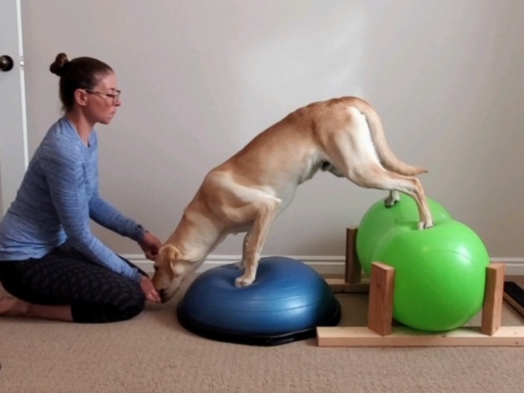 Shoulder Strength & Stability Series Beginner » Canine Conditioning Coach