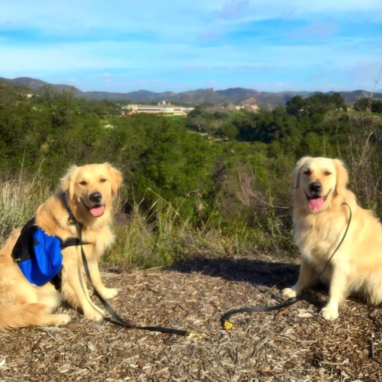 Canine Consistency Certified Dog Training Based in Westlake Village