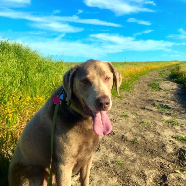 Canine Consistency Certified Dog Training Based in Westlake Village