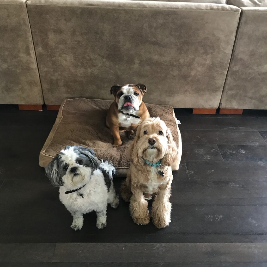 Canine Consistency Certified Dog Training Based in Westlake Village