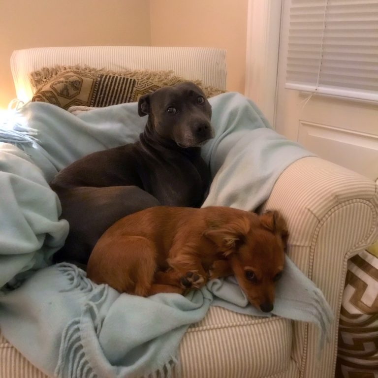 Canine Consistency Certified Dog Training Based in Westlake Village