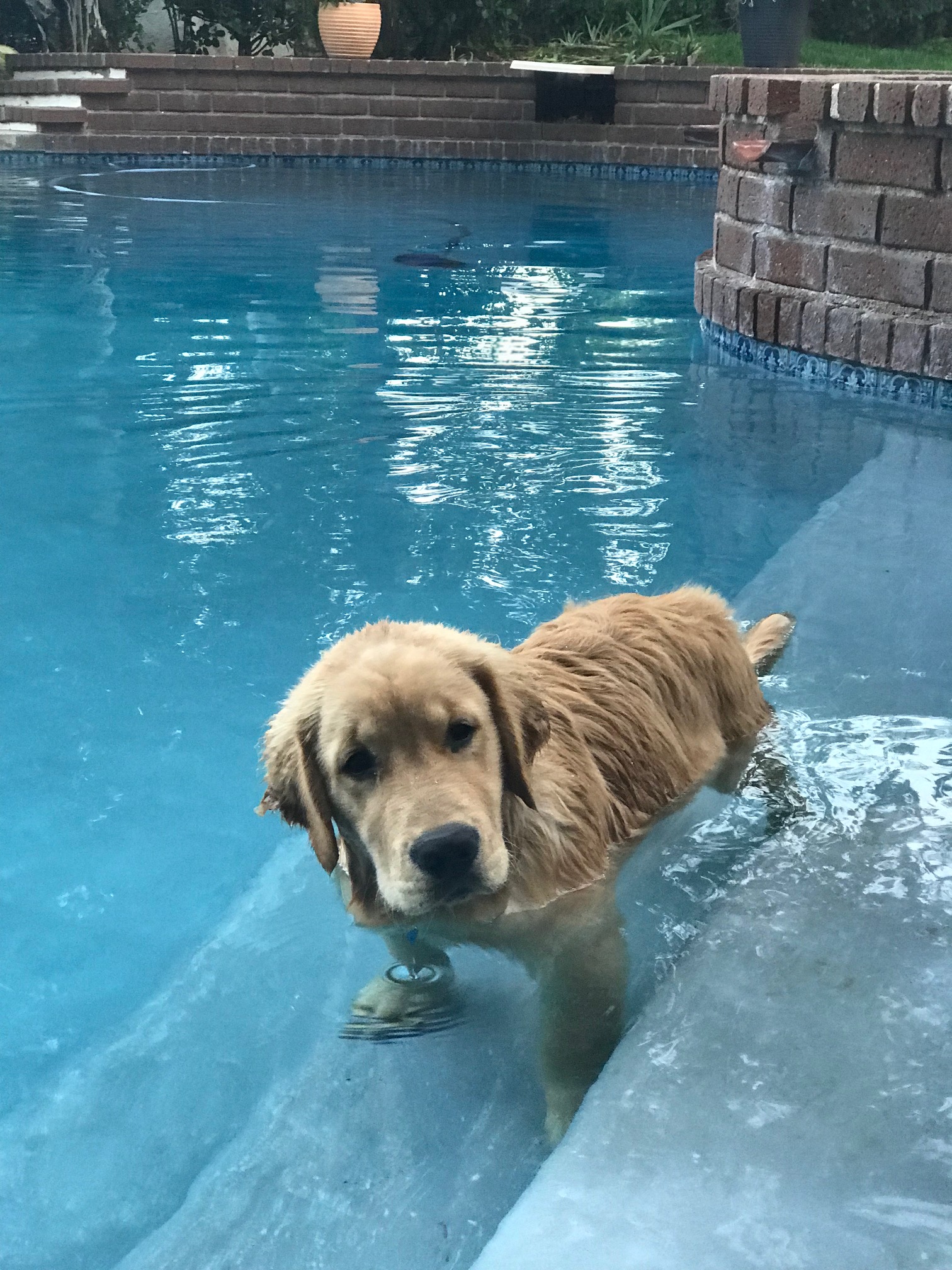 Canine Consistency Certified Dog Training Based in Westlake Village