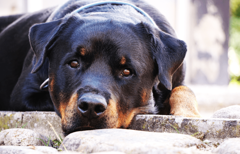 Rottweiler Canine Habit