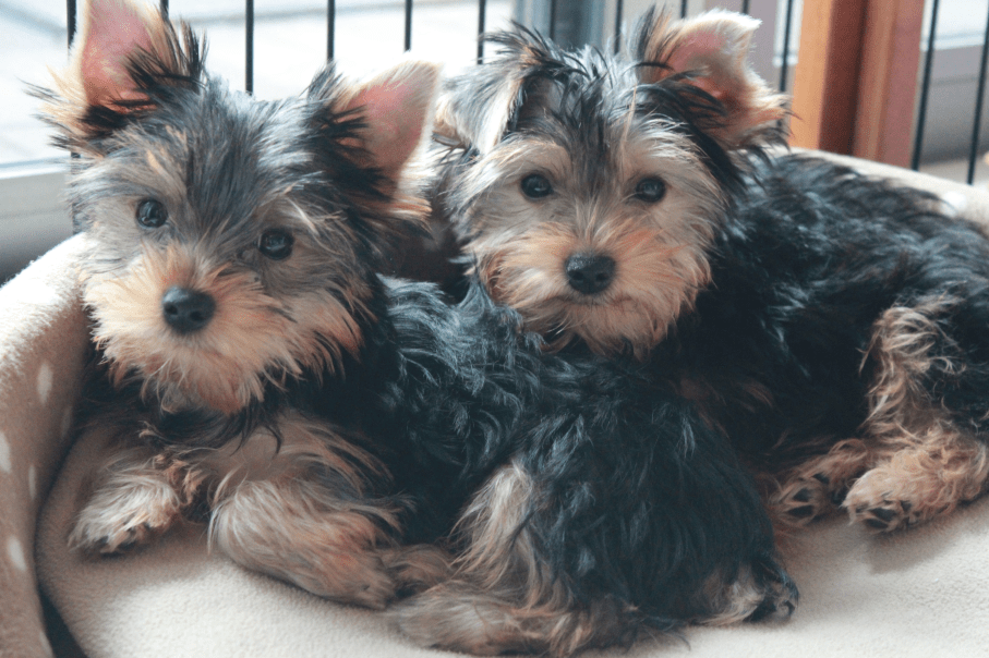 Yorkshire Terrier Canine Habit