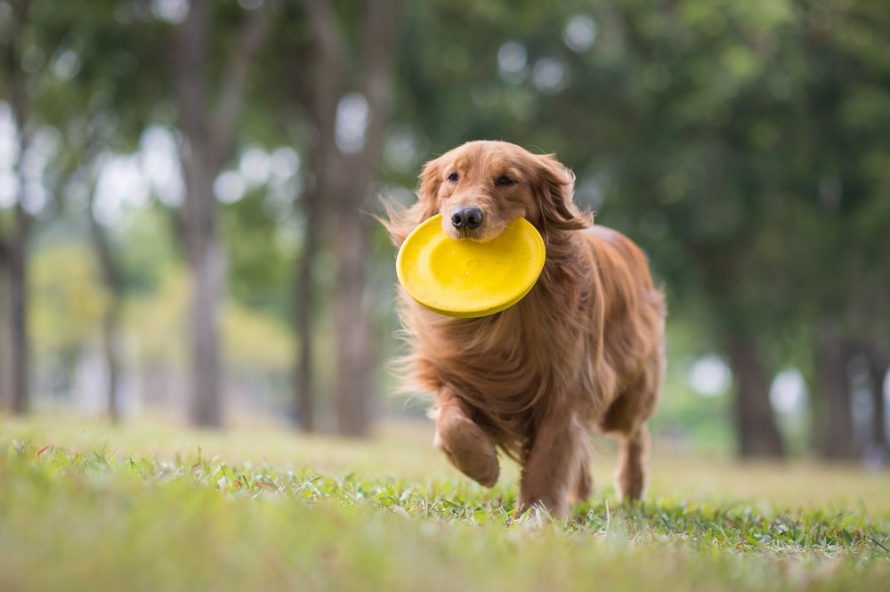 The Best Dog Breeds for Playing Frisbee Canine HQ