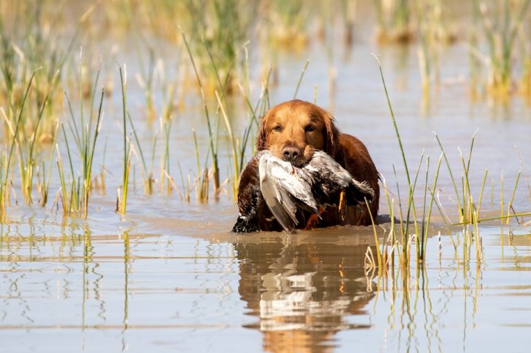 What You Need to Know About Duck Dog Training Canine HQ