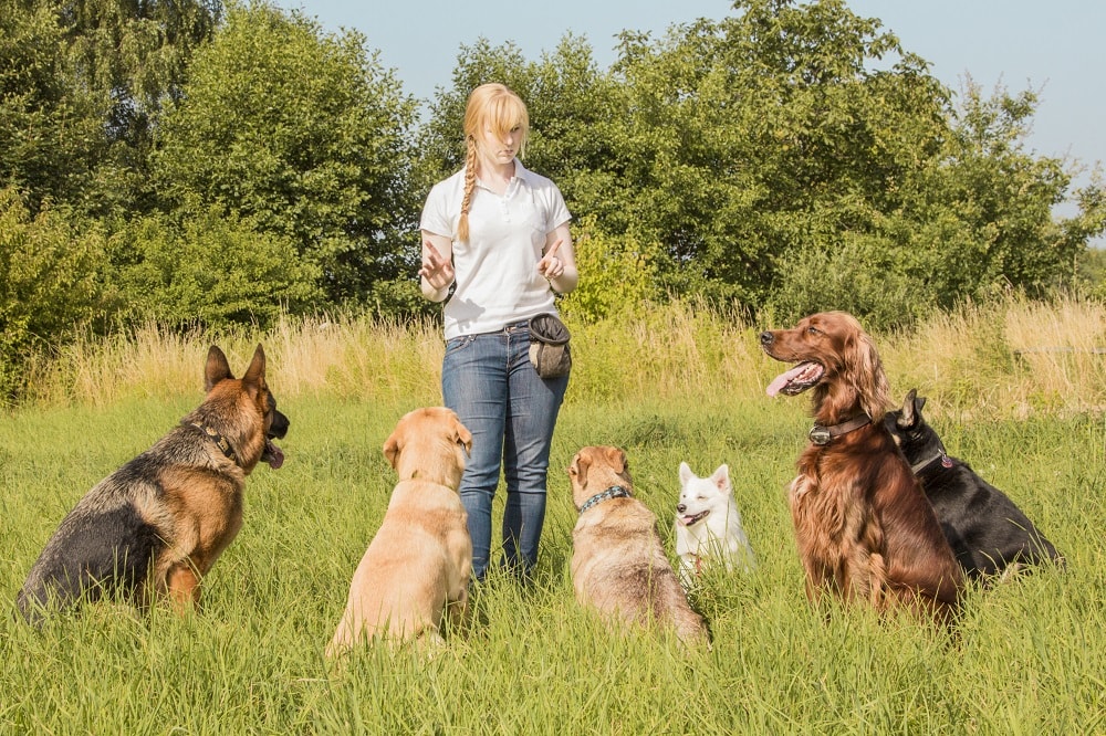 How Much Do Dog Trainers Make? Canine HQ