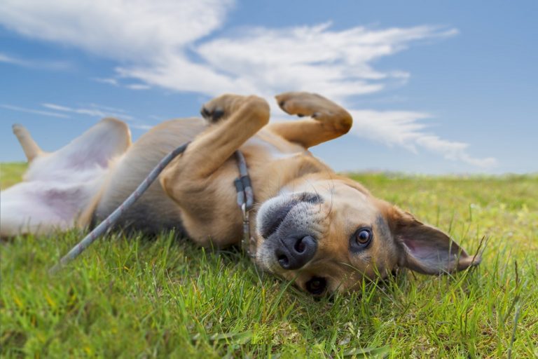 How to Teach a Dog to Roll Over Canine HQ