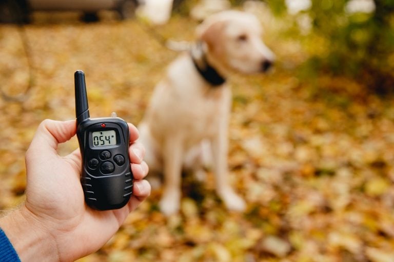 Why You Shouldn’t Use Shock Collars to Train Your Dog Canine HQ