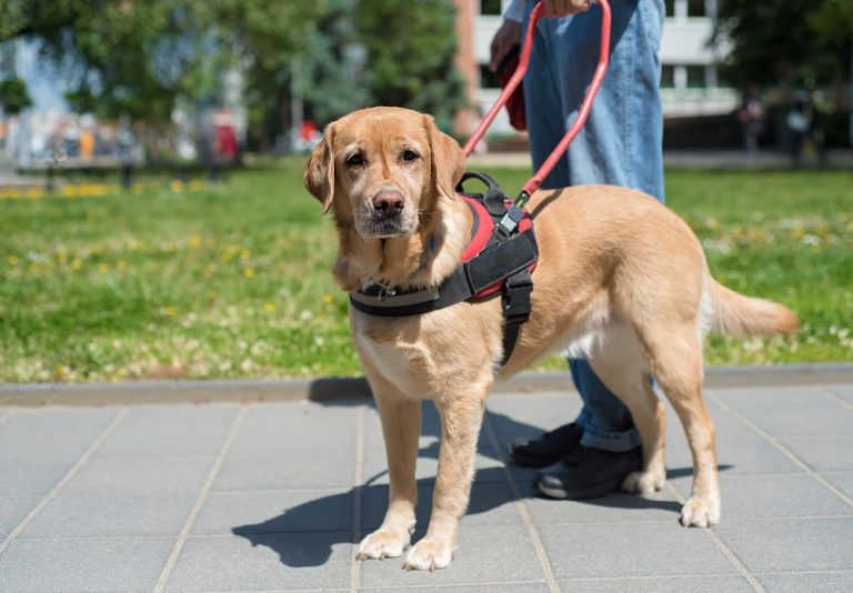 Do I Qualify for a Service Dog? Canine HQ