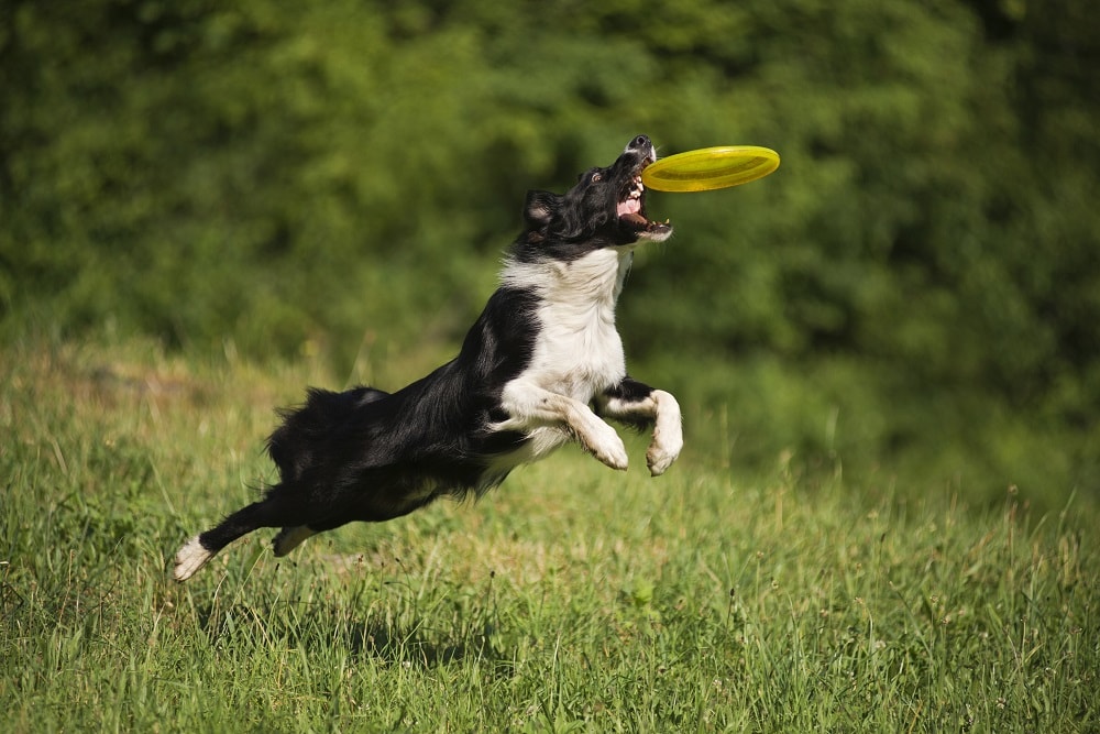 The Best Dog Breeds for Playing Frisbee Canine HQ