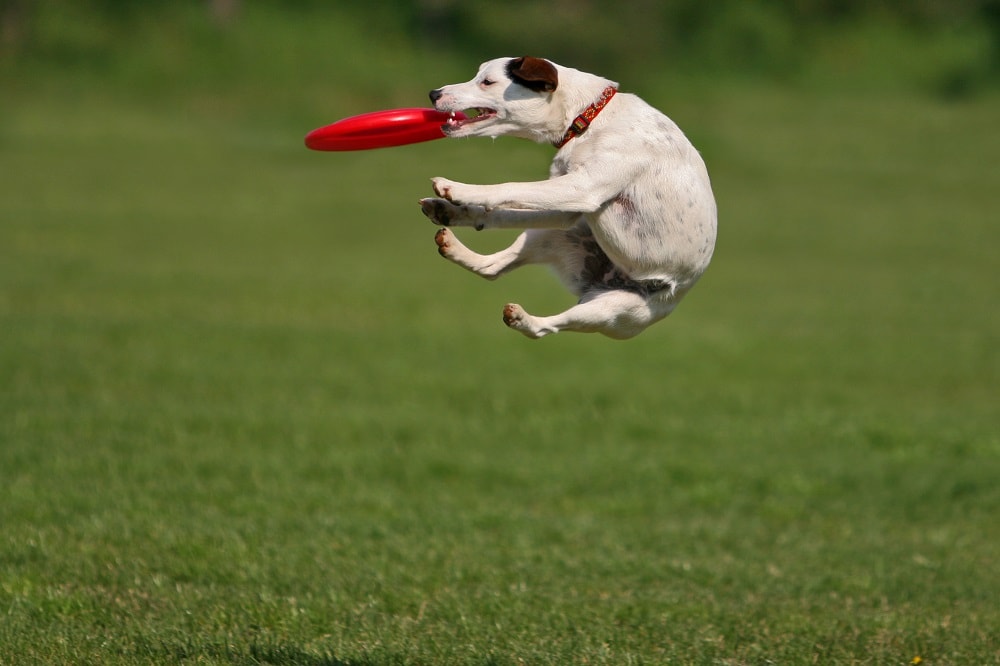 The Best Dog Breeds for Playing Frisbee Canine HQ