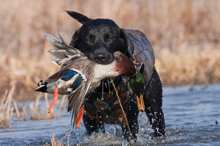 What You Need to Know About Duck Dog Training Canine HQ