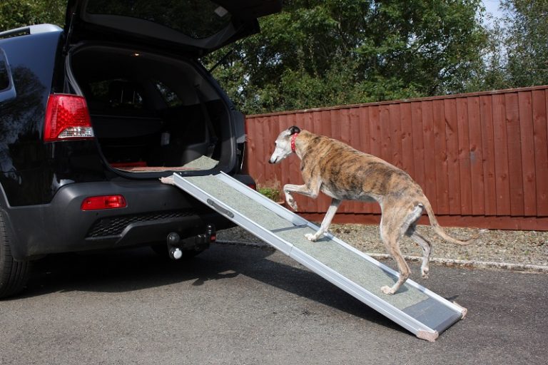 5 Best Dog Ramps Complete Guide and Reviews 2023 Canine HQ