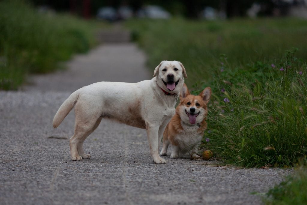 37 Mixed Breeds UPDATED FOR 2023! Canine HQ