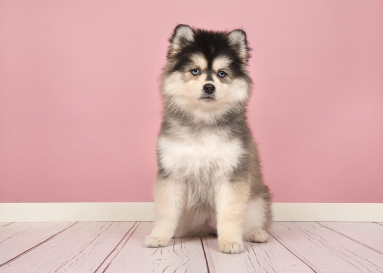 Pomsky Price How Much Does It Cost To Own A Pomsky? Canine HQ