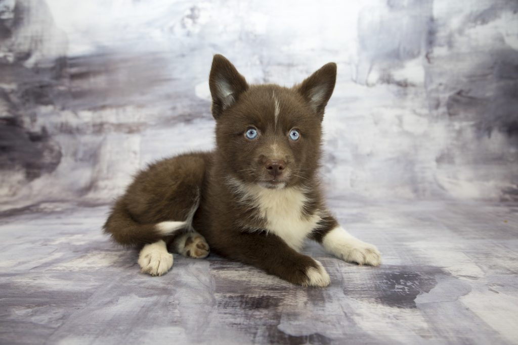 Pomsky Price How Much Does It Cost To Own A Pomsky? Canine HQ
