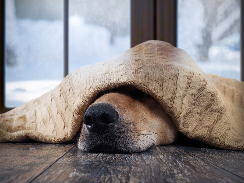 How Cold is Too Cold for Dogs? Canine HQ