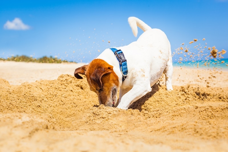 How To Fix Holes Your Dog Dug at Richard David blog