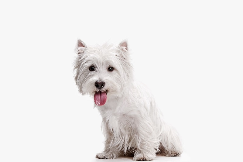 15 Popular Types of Terriers Terrier Dog Breeds Canine HQ