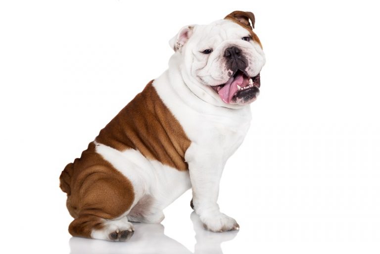 17 Best and Popular Australian Shepherd Mixes Complete Guide 2023