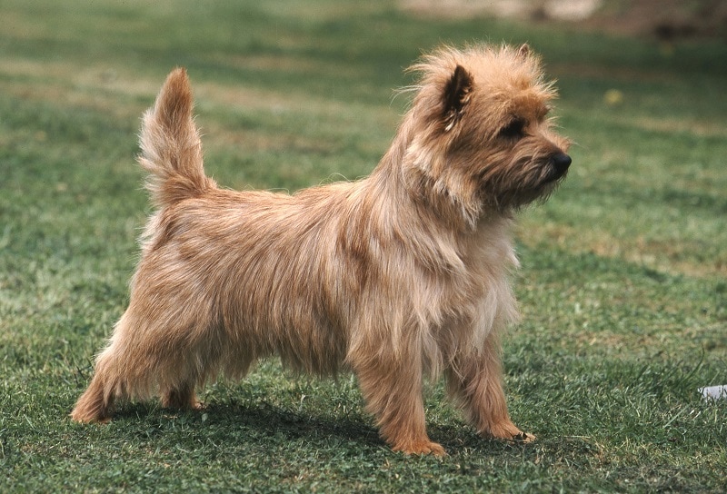10 Best and Popular Cairn Terrier Mix Breeds 2023 Canine HQ