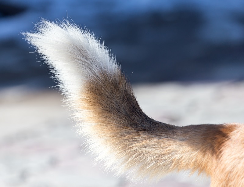 Why Does My Dog's Tail Wag In A Circle at Edward Dickson blog