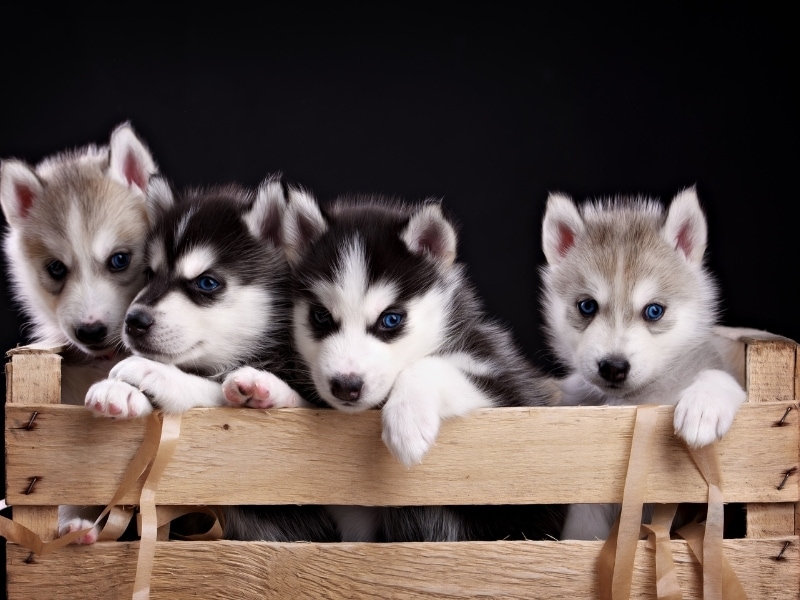 How Do You Train A Husky Lab Puppy