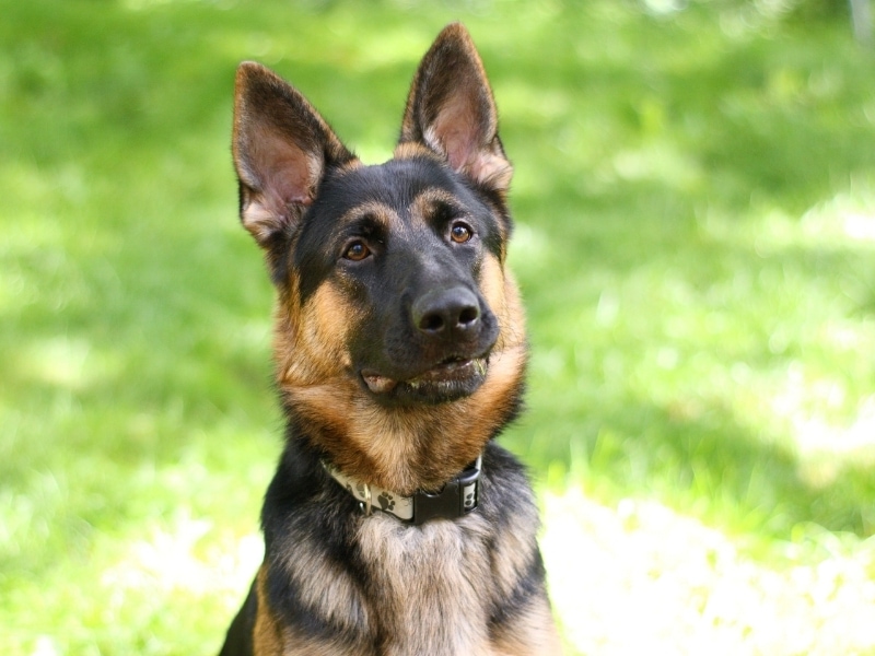 German Shepherd Rottweiler Mix Complete Guide 2023 Canine HQ