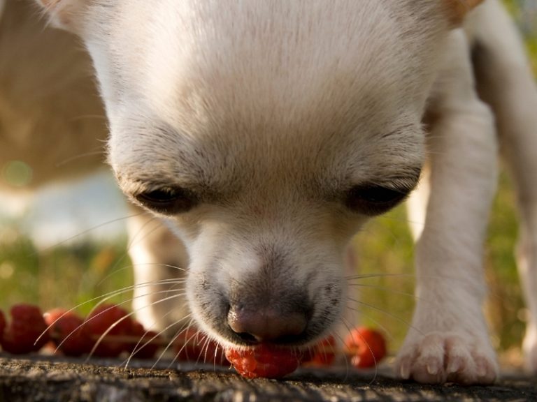 Can Dogs Eat Raspberries? Canine HQ