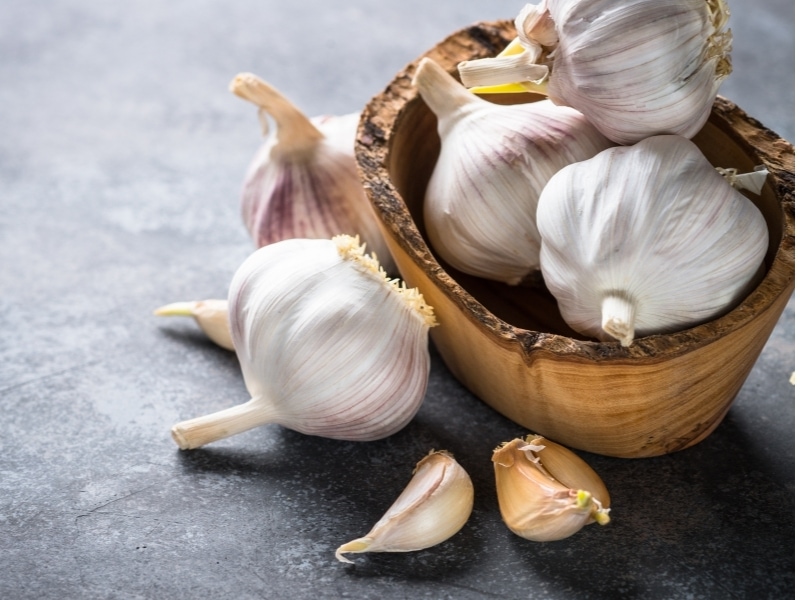 Can Dogs Eat Garlic? Canine HQ