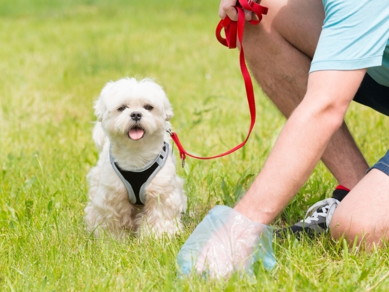 How to Make a Dog Poop Quickly? 6 Amazing Tips! Canine HQ