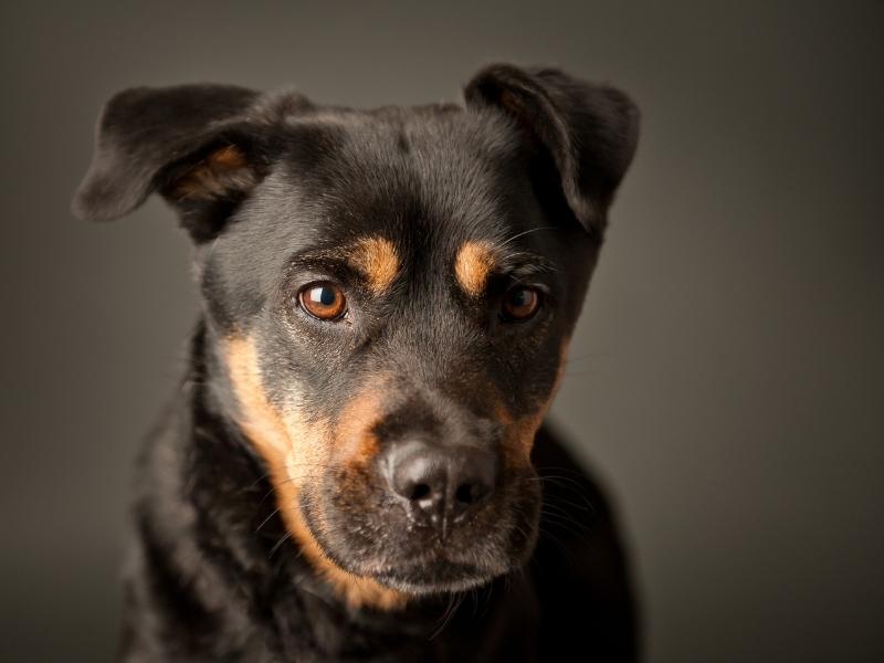 15 Best and Popular Rottweiler Mix Breeds 2023 Canine HQ
