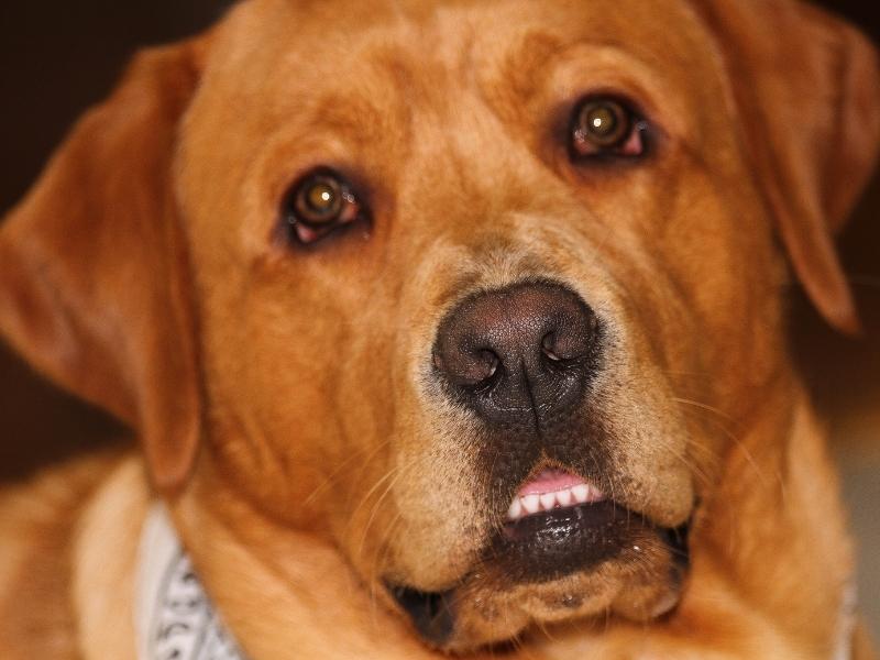 Red Fox Lab What You Need to Know! Canine HQ