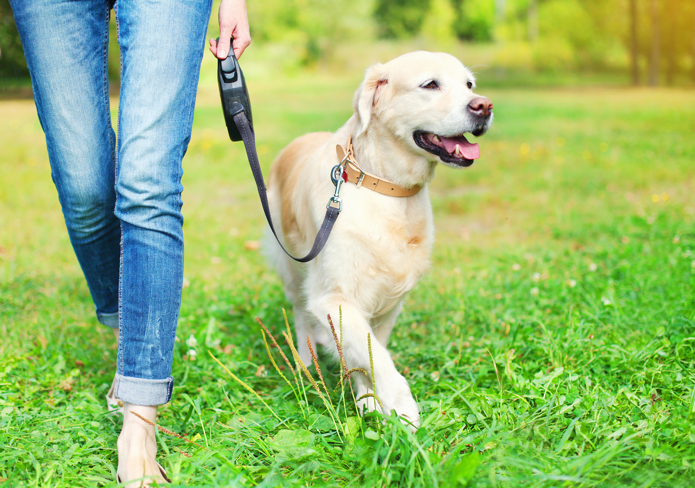 How To Train My Dog To Walk On A Leash? Canine HQ