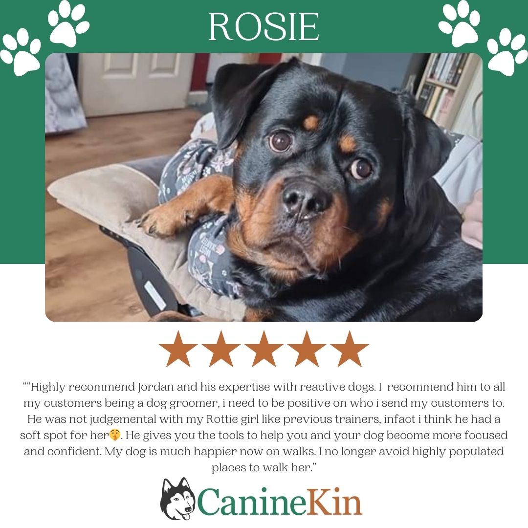 Foundation Course Lead Reactive Dog Behaviourist Hereford & Evesham