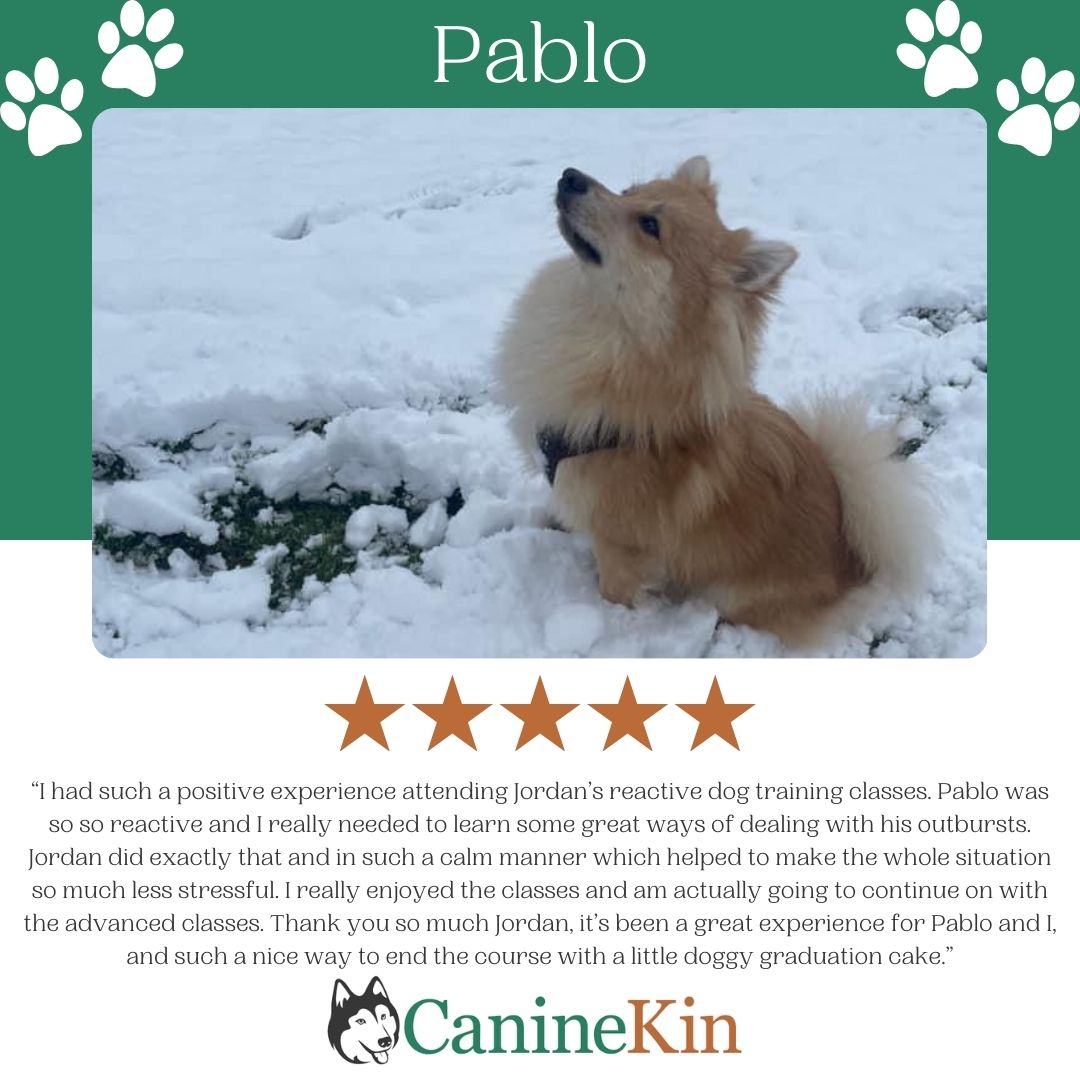 Foundation Course Lead Reactive Dog Behaviourist Hereford & Evesham