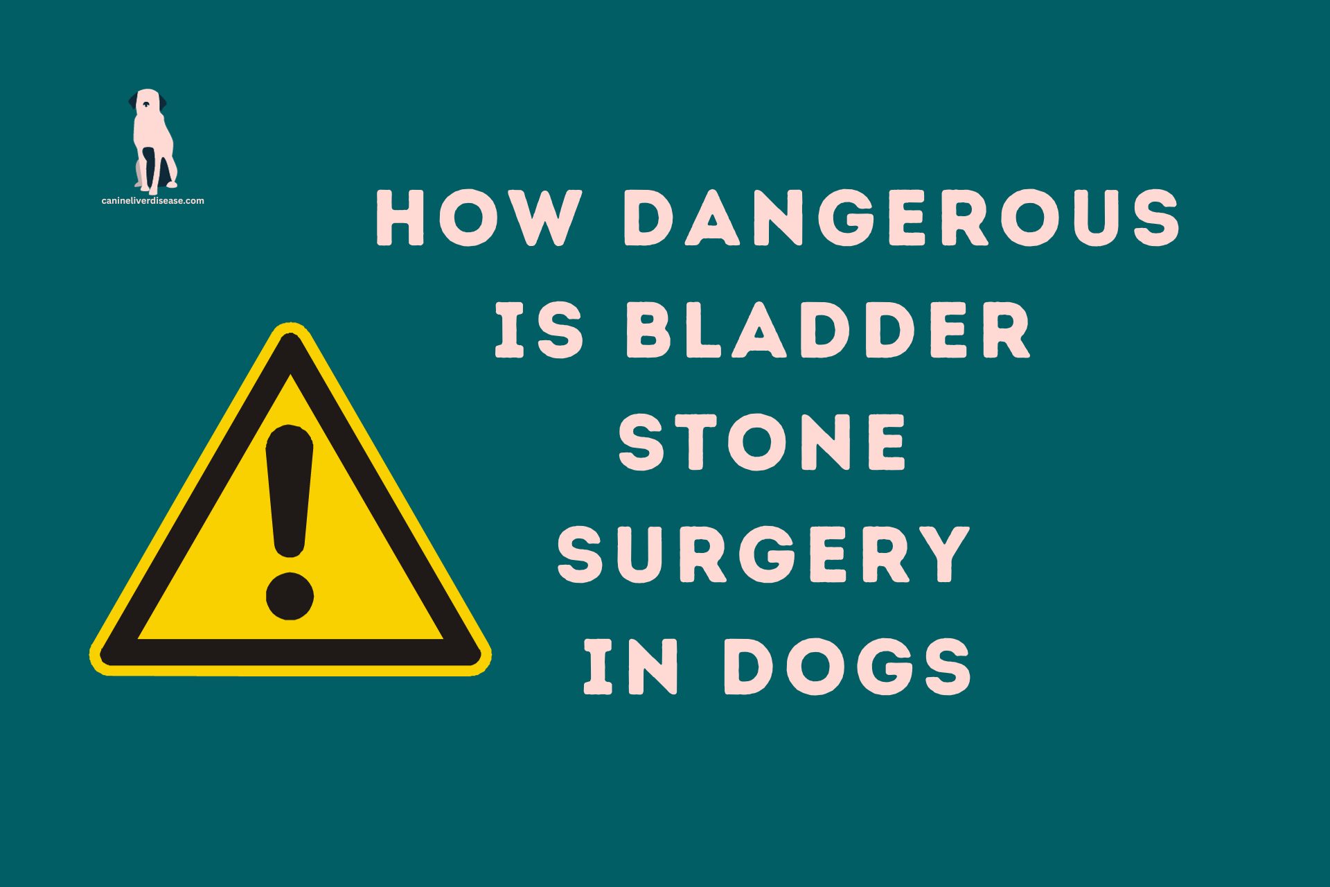 How Dangerous Is Bladder Stone Surgery In Dogs Canine Liver Disease
