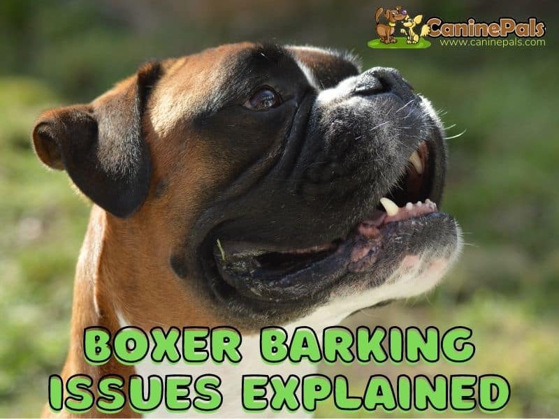 Do Boxers Bark