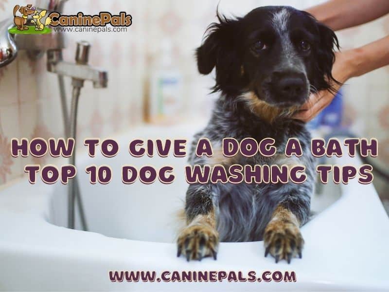 How to Give a Dog a Bath Top 10 Dog Washing Tips Canine Pals