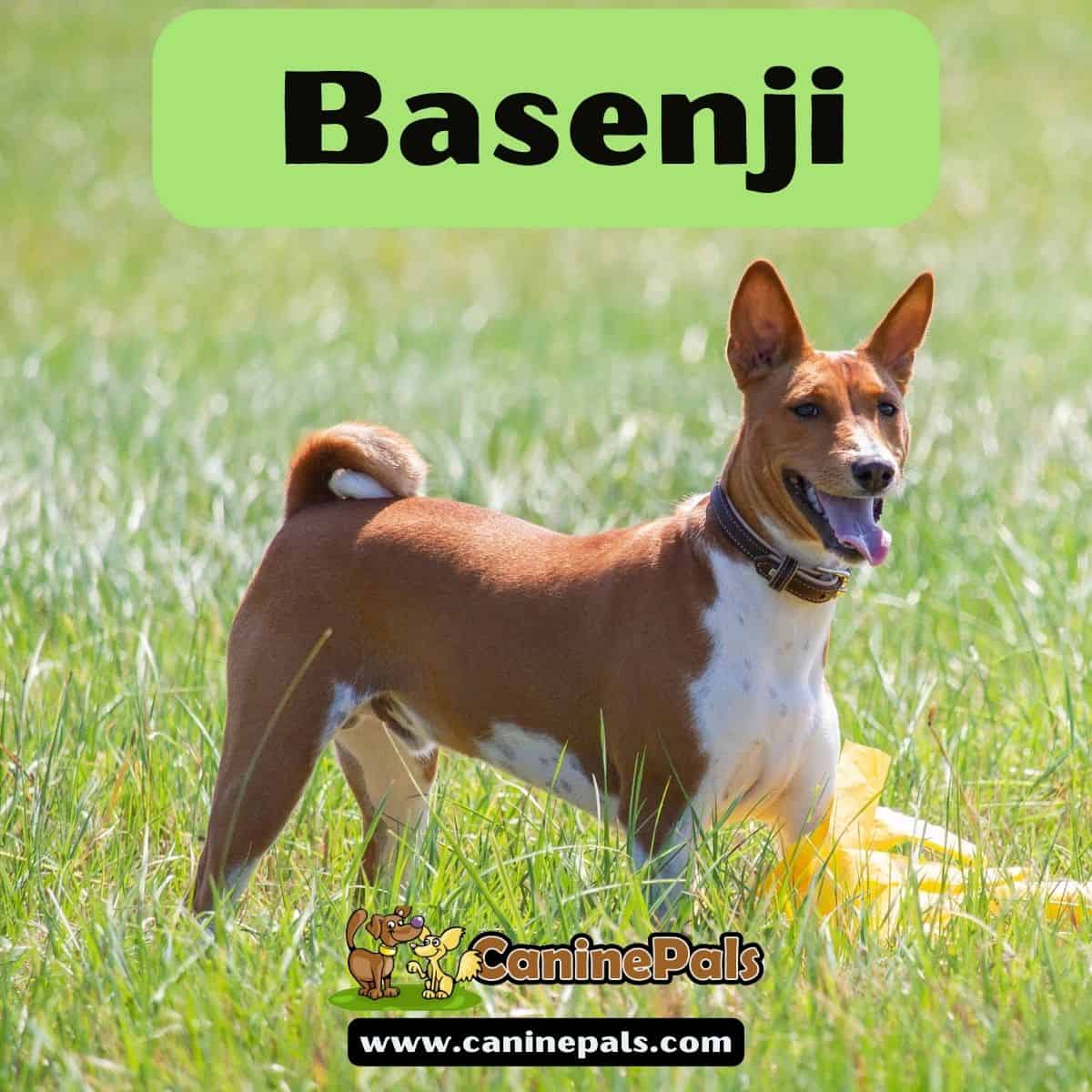 Alphabetical List Of Dog BreedsDogs A To Z Canine Pals キャロラインズ宝物