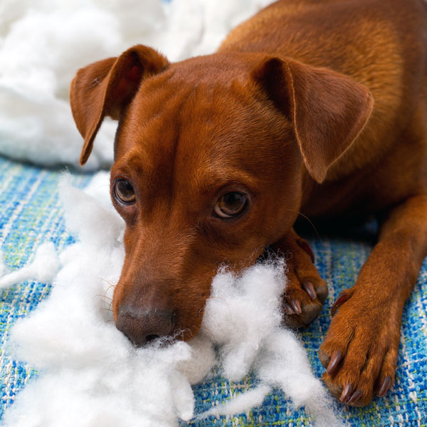 Dog Training Services in Orange County Obedience Dog Training