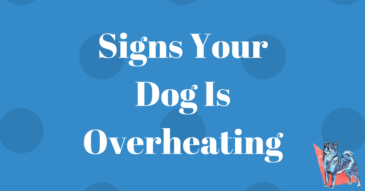 Signs of Dogs Overheating and What to Do Canine Perspective, Inc.