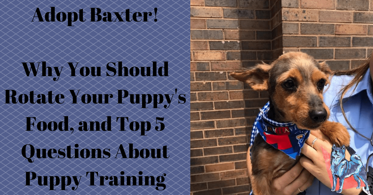 Why Rotating Dog Food is Healthy for Puppies Canine Perspective, Inc.