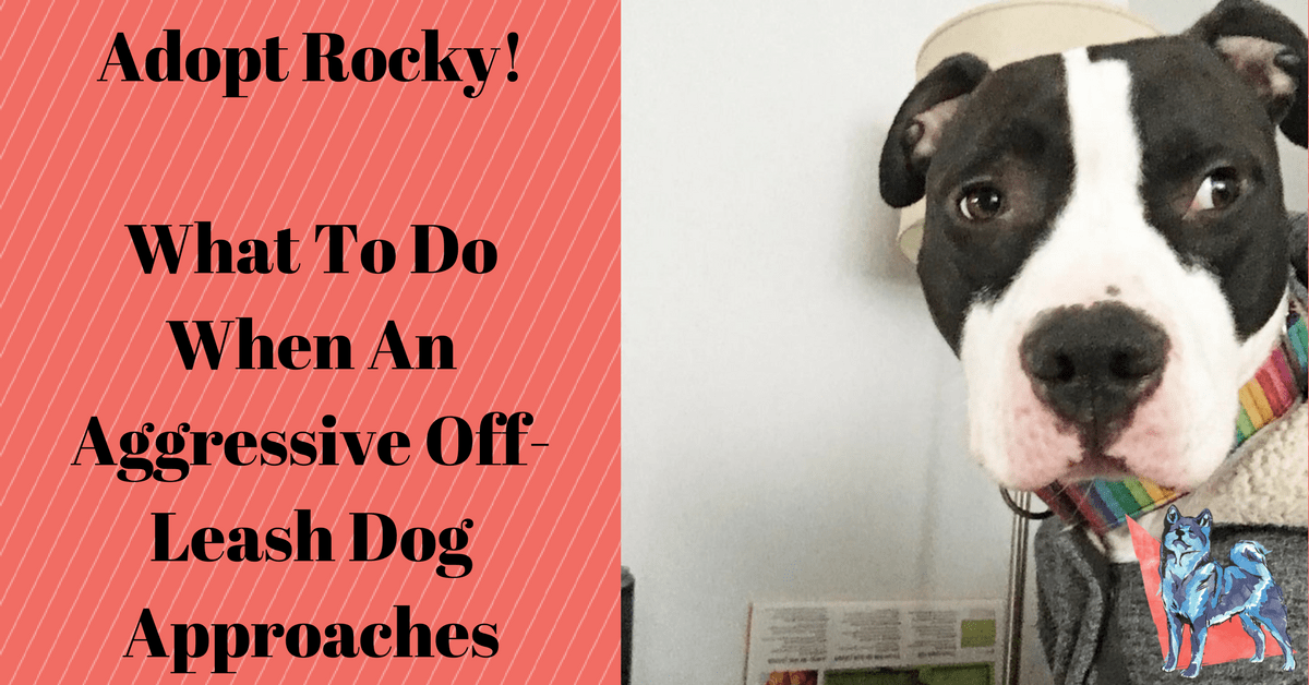 What to Do If an Offleash Dog Approaches You Canine