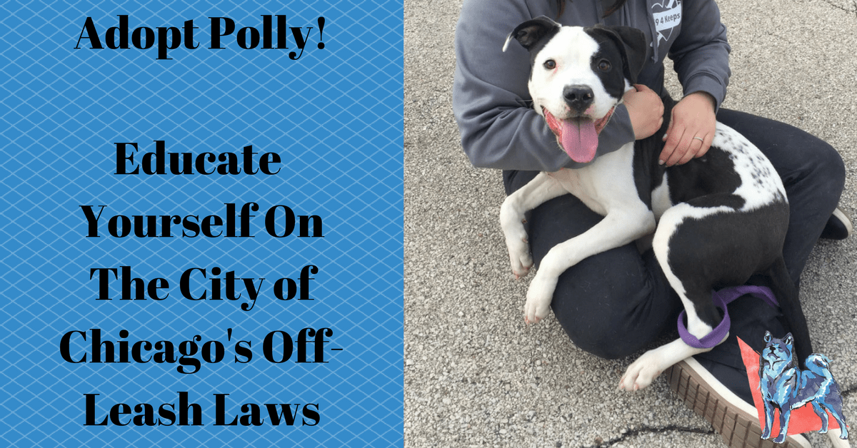 Chicago Dog Leash Laws Canine Perspective, Inc.