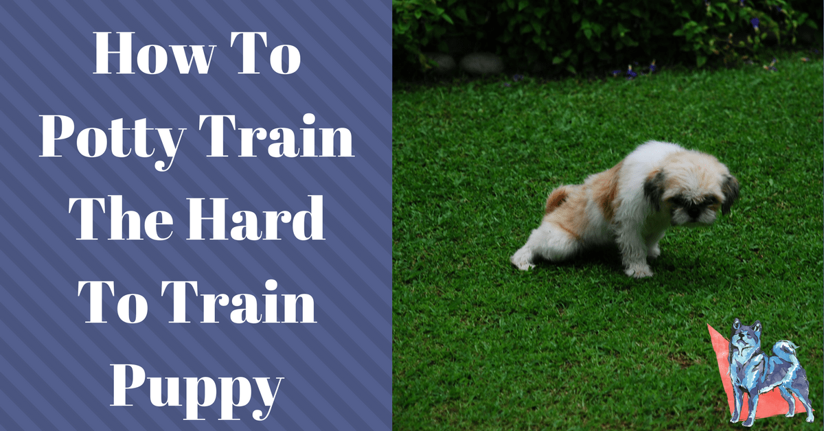 Potty Training a Puppy in 5 Simple Steps Canine Perspective, Inc.